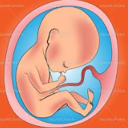 The fetal period