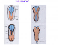 The formation of the neural tube-between days 19 and 28 the ectoderm folds in on itself to form the primordial central nervous system.