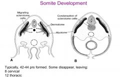 Block like elevations on the dorsal side of the embryo. There are 42-44 pairs of somites of which some are lost leaving 35 pairs:
4 Occipital
8 Cervical
12 Thoracic
5 Lumbar
5 Sacral
8-10 Coccygeal