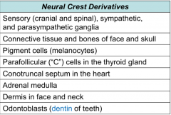 This term is commonly applied to neural crest cells due to the number of tissues they give rise to.