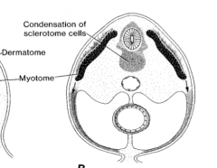 -Dermatome (dermis of skin)
-Myotome (skeletal muscle)
-Sclerotome (bone and hard tissues)