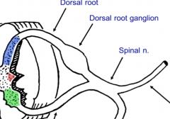 A collection of cell bodies outside of the central nervous system. The ganglion does not indicate the neurons existing within.