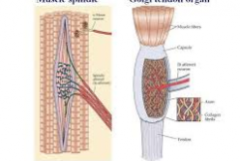 Sensory neuron peripheral process that in muscles, ligaments, joint capsules provides body its sense of position