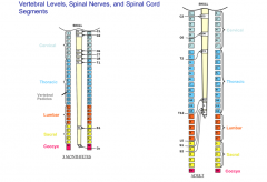 BOTH. In adults the spinal cord is shorter than the VC, but in infancy they are the same length.