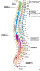 The spinal cord ends at L1/L2 (L3 in children) and the dural sac ends at the S2 level.