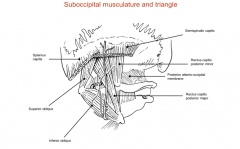 A part of the DPR of C2 that is the big sensory nerve that supplies the posterior part of the scalp and wraps around the inferior oblique muscle then passes through spinalis capitis and trapezius