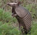 Definition: hard working,industrious, not lazy


The armadillo was working diligently on digging out his borrow.
