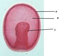 Here is a gastrula.
Label it appropriatly.
1. Mesoderm
2. Endoderm
3. Ectoderm
