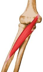 O: medial epicondyle of the humerus and the medial side of the coronoid process of the ulna
I: lateral surface of the radius, near the middle