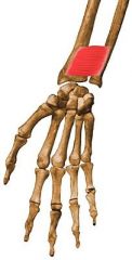 O: Anterior aspect of the lower fourth of the ulna
I: Anterior surface of the lower fourth of the radius