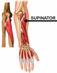 O: lateral epicondyle of the humerus and the adjacent portion of the ulna
I: The lateral surface of the upper third of the radius