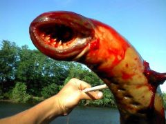 Lampreys.
They have no jaws.
Still are scary though