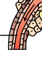 Capillaries leaving the glomerulus that branches to surround all the tubules (Peritubular capillaries). Eventually drains blood into the renal vein.Secrete and reabsorb all that is needed from urine.