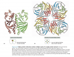 multiple copies of the protein subunit