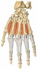 Mm. interossei dorsales - 4 nugariniai tarpkauliniai raumenys