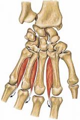 Mm. interossei palmares - 3 delniniai tarpkauliniai raumenys