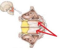 Which bones compose the anterior 2/3rds of the hard palate?