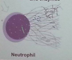 •Neutrophil Extracellular Trap: