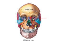 Name the Facial Bone. It forms the bony portion of the top of the nose and the cartilage of the nose attaches here. 