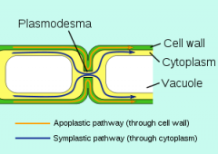channels in the cell walls that link adjacent cells together


 


function: allow transport of substances and communication between cells.