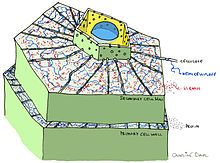 regions of the cell where the wall is thinner and are arranged in pairs adjacently.


 


function: allow transport of substances between cells.