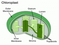 a small flattened structure which is surrounded by a double membrane and as membranes inside called the thykaloid membranes which are stacked up to form grana which are linked together by lamellae - thin, flat pieces of the thykaloid membrane


...