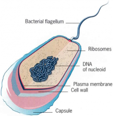 +no nucleus
+no organelles
+single chromosome (in the nucleoid area) + plasmids
+cell wall
+capsule