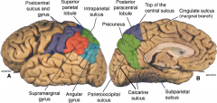 (purple)

postcentral sulcus and gyrus