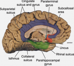limbic lobe
memory