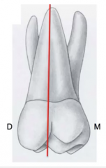 lingual root is lined with the midpoint of the mesio-distal diameter