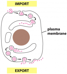 Import mediated by the formation of endocytic vesicles.