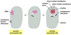 +the bacterial chromosome is typically attached to plasma membrane of the cell
+an invagination in the membrane formed an internal double membrane structure around the chromosome
+portions of this structure also formed the endoplasmic reticulum, t...