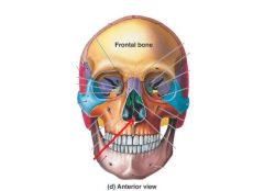 Name the Facial Bone. It forms the anterior most aspect of the nasal septum.