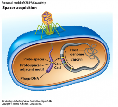 - process by which invading phage DNA is integrated by bacterial host


- assisted by Cas proteins