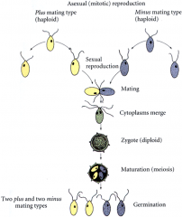 The vegetative state of Chlamydomonas is haploid, which can reproduce asexually by simple mitotic cell division. Sexual reproduction can occur when two cells of opposite mating types (+ and -) fuse to form a diploid zygote, which then undergoes me...