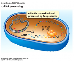 - transcription of spacers occur upstream of leader sequence


- crRNA is processed by Cas proteins into singe spacer sequences