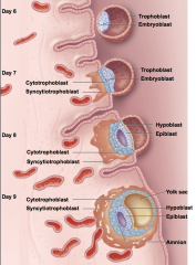 burrows into the stratum functional is of the endometrium
produces human chorionic gonadotropin