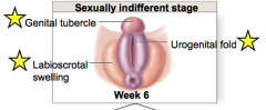 -genital tubercle
labioscrotal swelling
urogenital fold