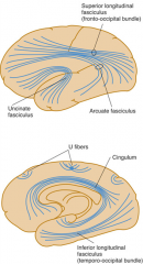 occipital - temporal lobes
