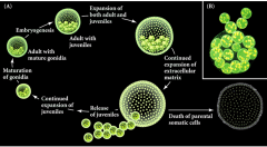 The reproductive cells (gonidia) undergo embryogenesis to become juveniles, which are eventually released. The parental somatic cells undergo apoptosis (programmed cell death).