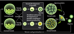 In the presence of a sexual inducer protein, the gonidia of males and females undergo a modified sexual development that results in the production of gametes.