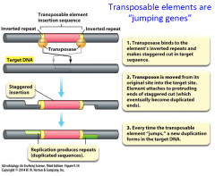 - gene for this enzyme is included in all transposable elements


- enzyme that catalyzes the transfer or copying of the element from one DNA molecule into another