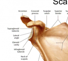 The attachment of the pectoralis minor located on the anterior side of the scapula