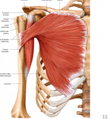 Clavicular head (attaches to the medial third of the clavicle)
Sternocostal head that attaches to the lateral border of the sternum and upper six ribs.