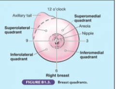 1. Nipple/areolar
2. Parenchymal/Glandular tissue (lactation apparatus)
3. Stromal Tissue (fat and loose connective tissue)