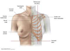 Between the second and sixth rib, the nipple lies at the fourth intercostal space (nulliparous females) In multiparous females this can vary.