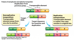 - transposable element jumps from one site to another