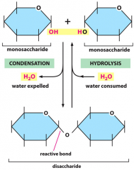 The condensation of two monosaccharides produces one disaccharide.