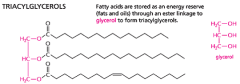 Fatty acids are stored as energy reserves (fats and oils) through an ester linkage to glycerol to form triacylglycerols. 