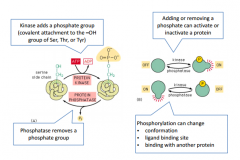 Protein modification - Phosphate